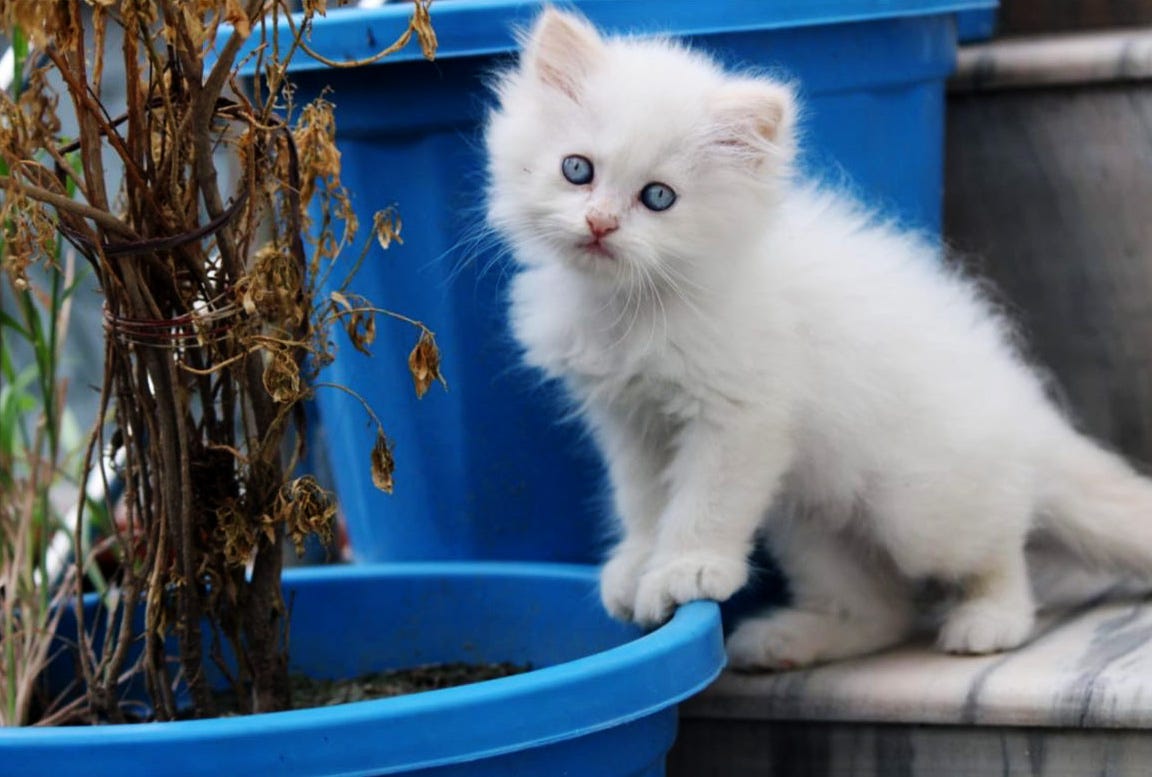 About Baby Persian Kitten. to Baby Persian Kitten — the… by