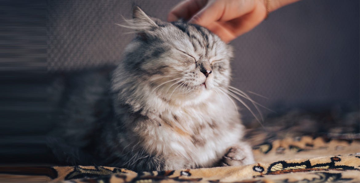 How to Know if your Cat is Happy. OBSERVE AND LEARN TO SPEAK CAT by