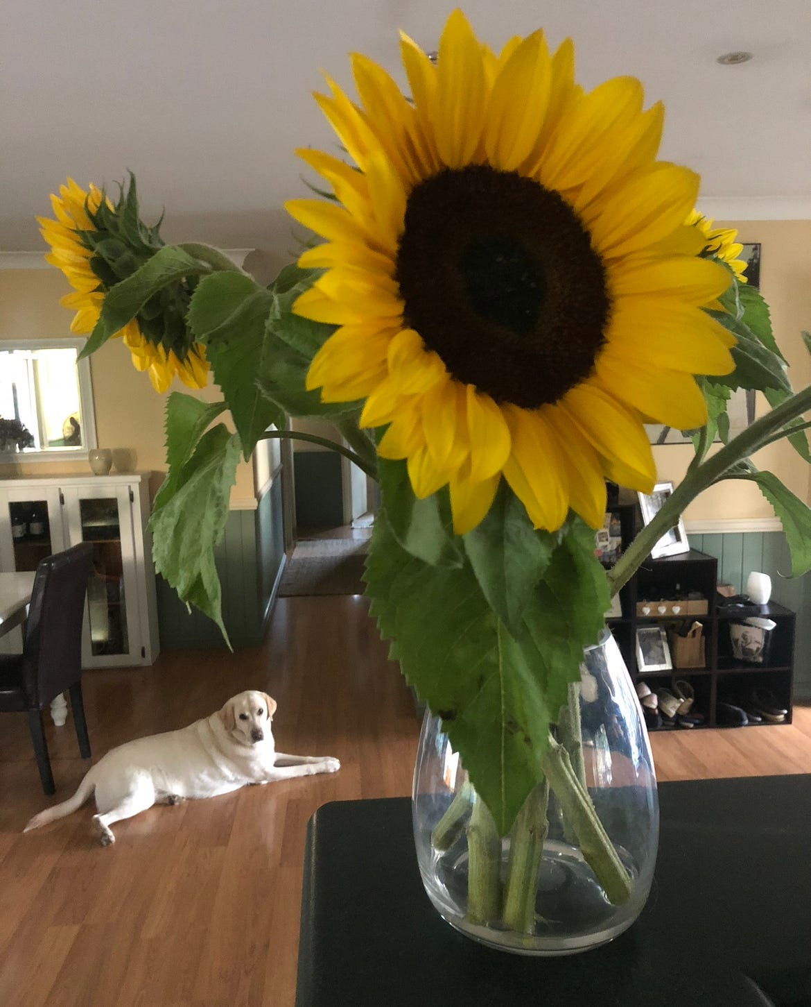 13. Write a Poem About Your Favourite Flower by Keeley Schroder Medium