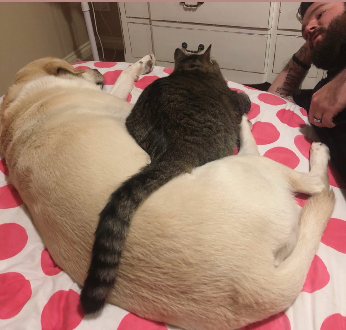 18. Can You Be a Cat Person and a Dog Person? by Keeley Schroder