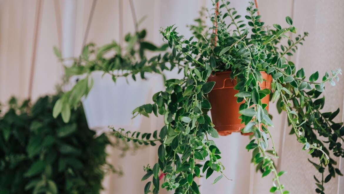 HOW TO MOVE PLANTS Trek Movers Medium