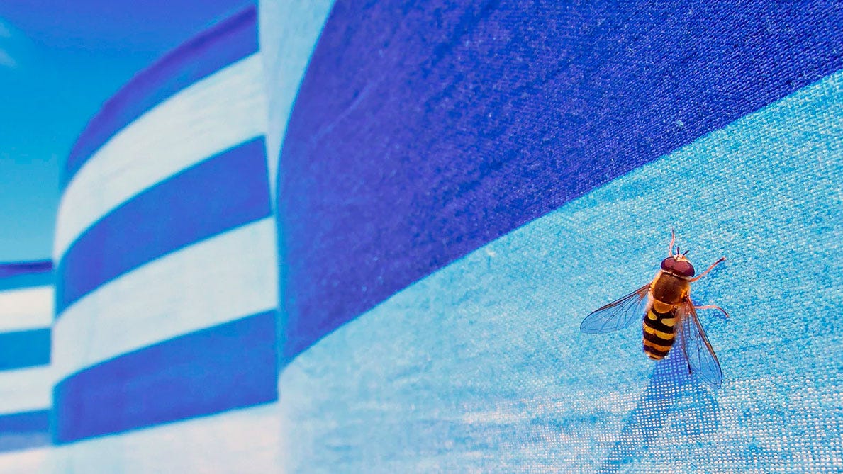 How to Get Rid of Sweat Bees Around a Pool by Inga Cryton Pest Wiki