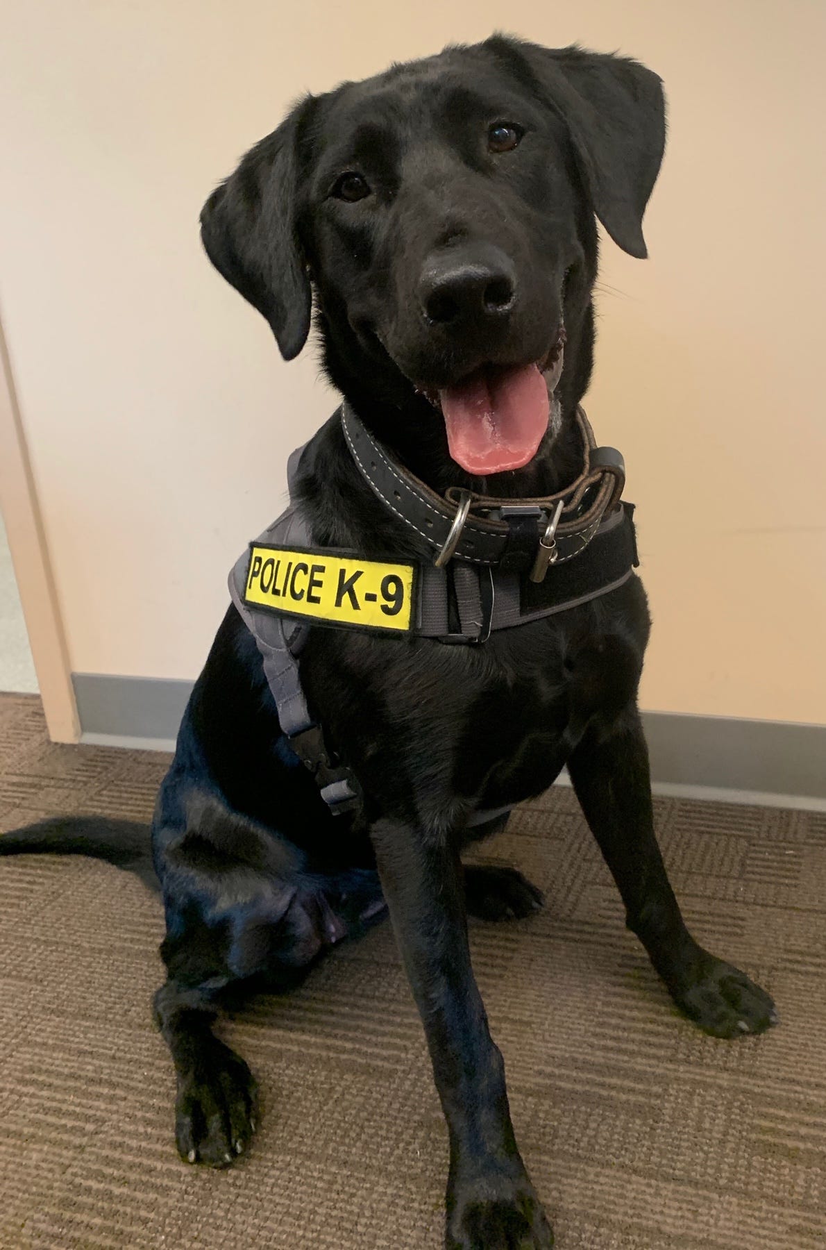 Meet Colorado’s First Electronics Detection K9 by CSPD Public Affairs