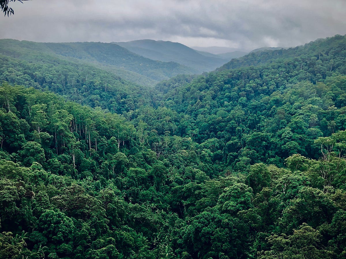 The World’s Largest Forest. 🌳Is the Amazon Rainforest really the… by