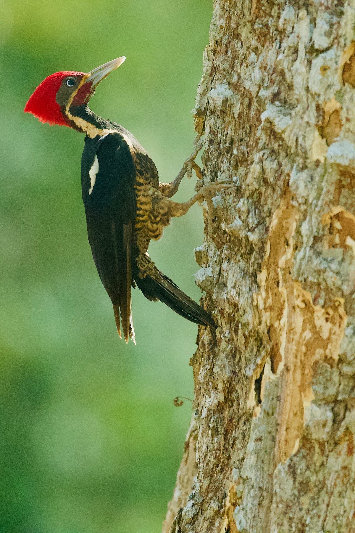 Woodpeckers have no airbags. The biomechanics of woodpecker skulls
