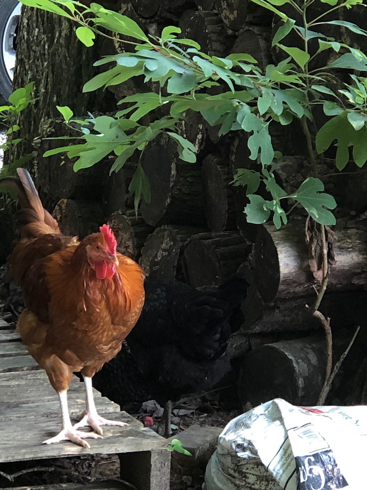 How Many Chickens Can You Have In Your Backyard? Backyard Chicken