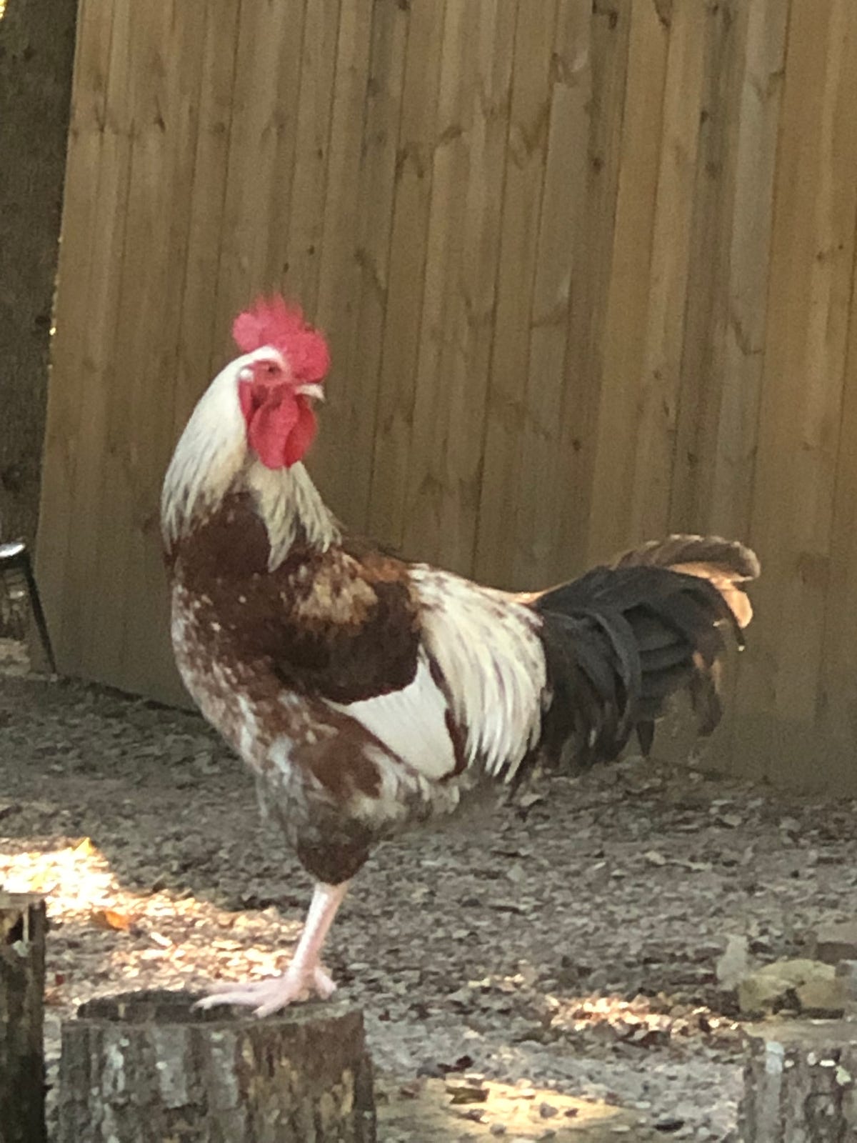 Is Raising Meat Chickens a Profitable Investment? Backyard Chicken