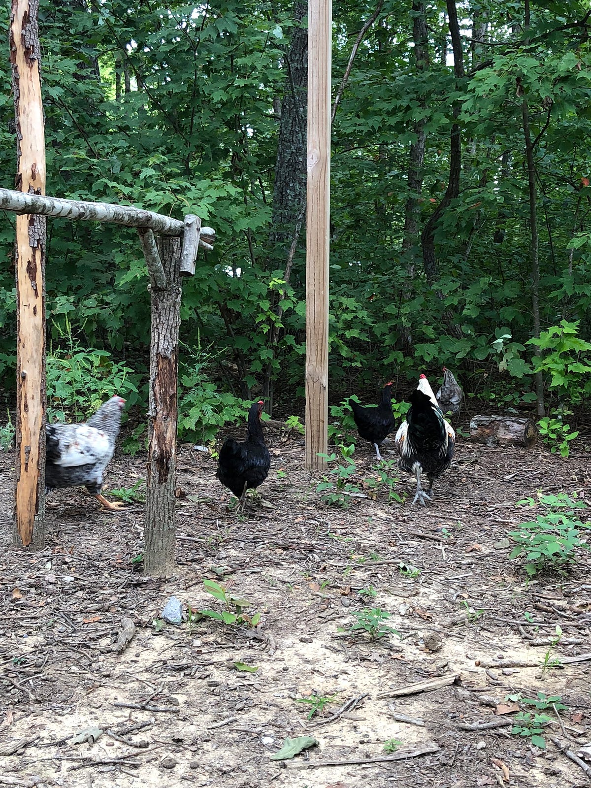 Can Raising Meat Chickens Be Profitable? by Backyard Chicken News