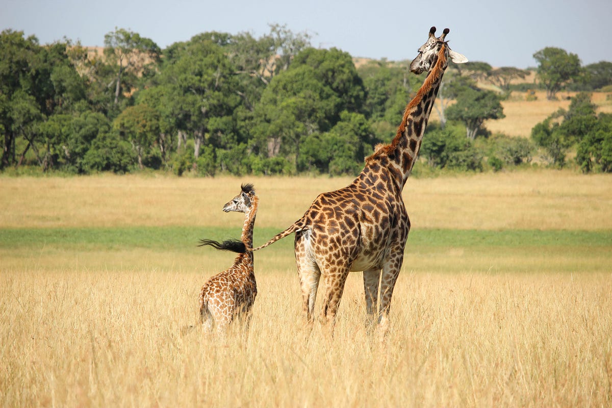 The Baby Giraffe Falls To The Ground At Birth, The Human Baby Falls In