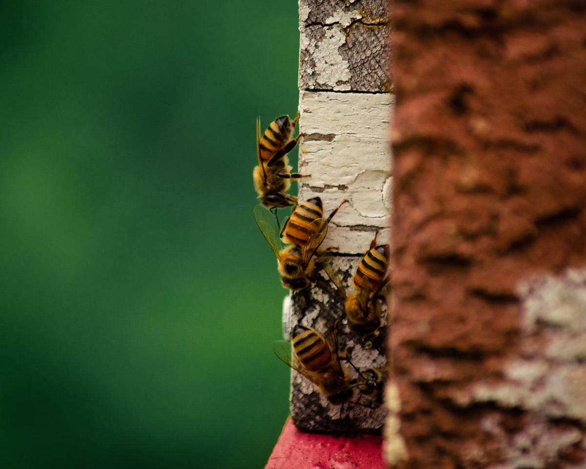 Why Backyard Beekeeping is not Good for the Environment by C. L