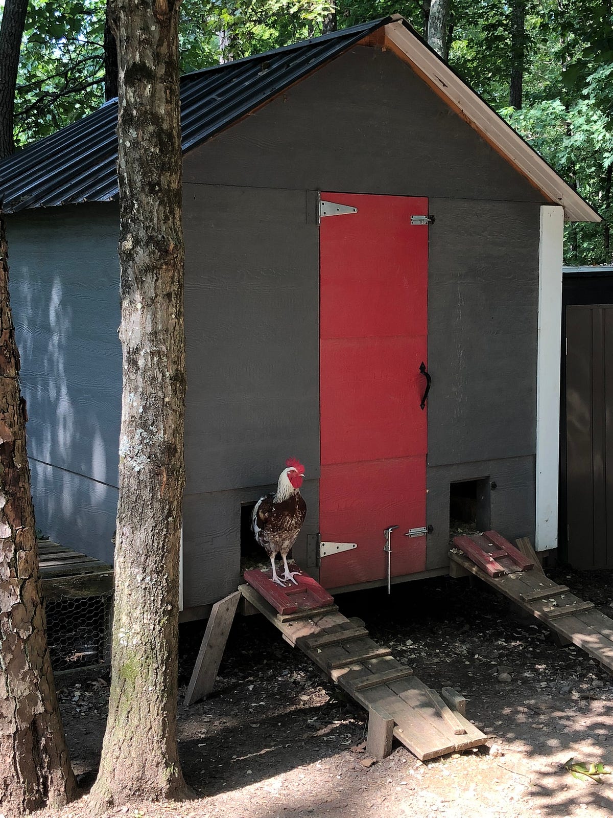 Do Backyard Chickens Make a Lot Of Noise? Backyard Chicken News Medium