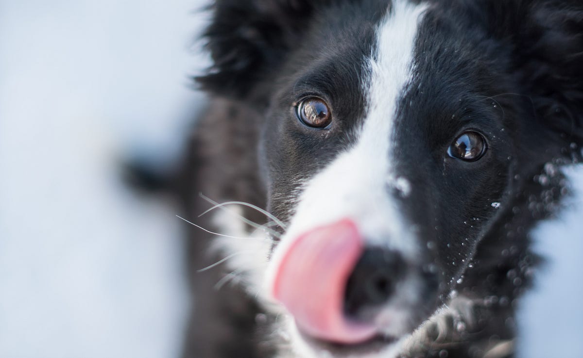 Why Do Dogs Lick Their Owners? The Shortform Medium