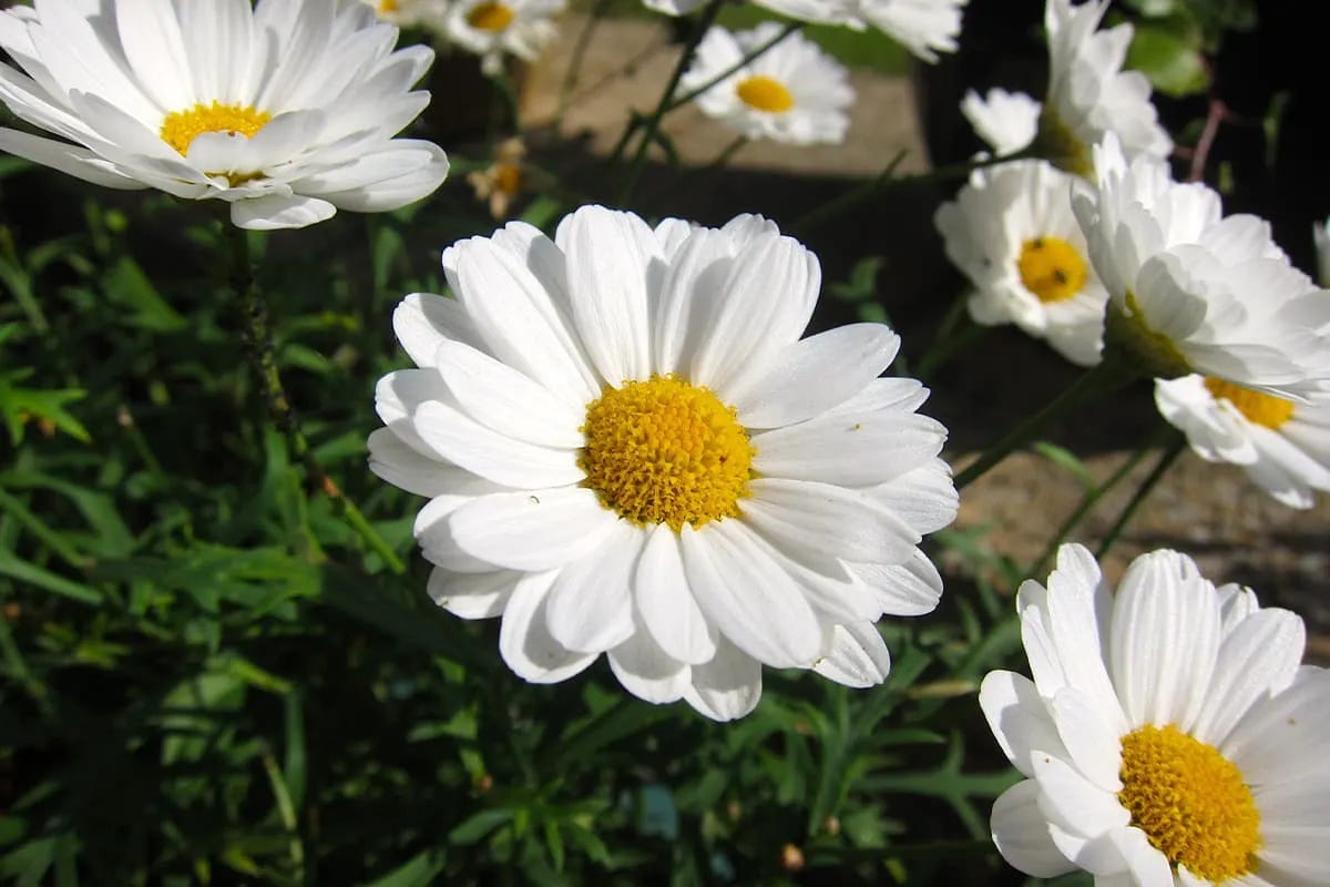 15 Flowers That Represent Hope. What flowers symbolize hope? Common