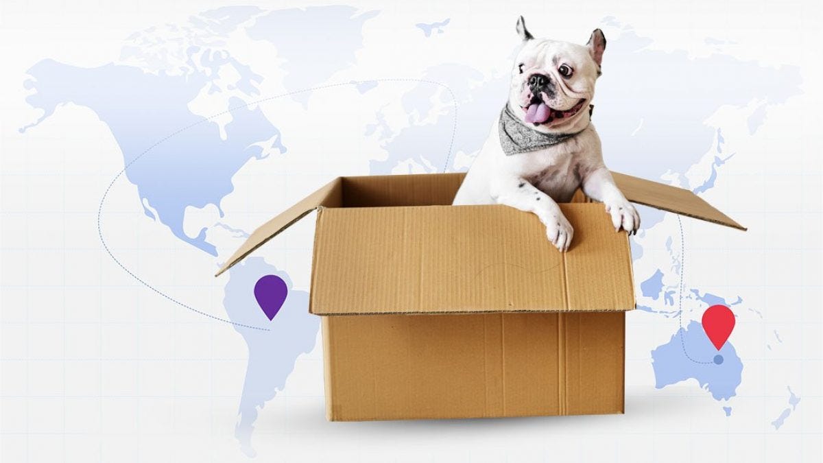 Pet Relocation Services Dubai by 6ThMOVE Aug, 2023 Medium