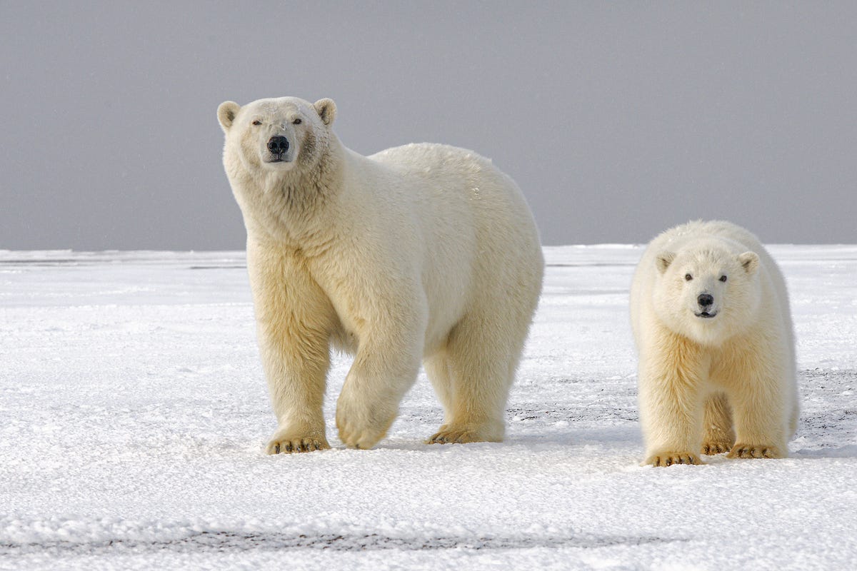 Most Interesting Facts About Polar Bears by Stephanie Slozberg