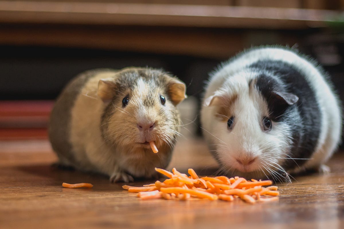 What Plants Are Poisonous to Guinea Pigs? by Arthur Chartier Medium