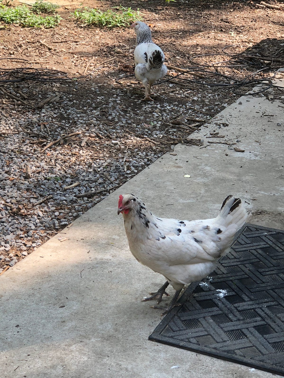 How to Prevent Backyard Chickens From Ruining Wet Concrete Floors