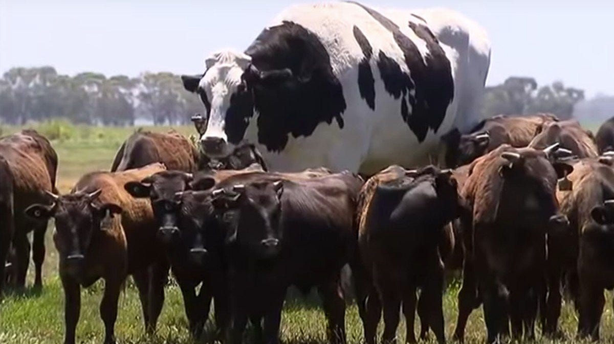 Knickers the giant cow why do some animals grow so big? by Keele
