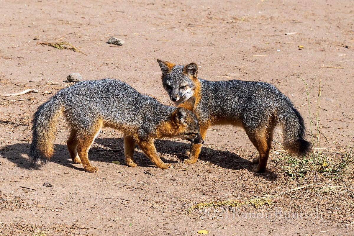 The Island Foxes of the Channel Islands by Randy Runtsch Wildlife