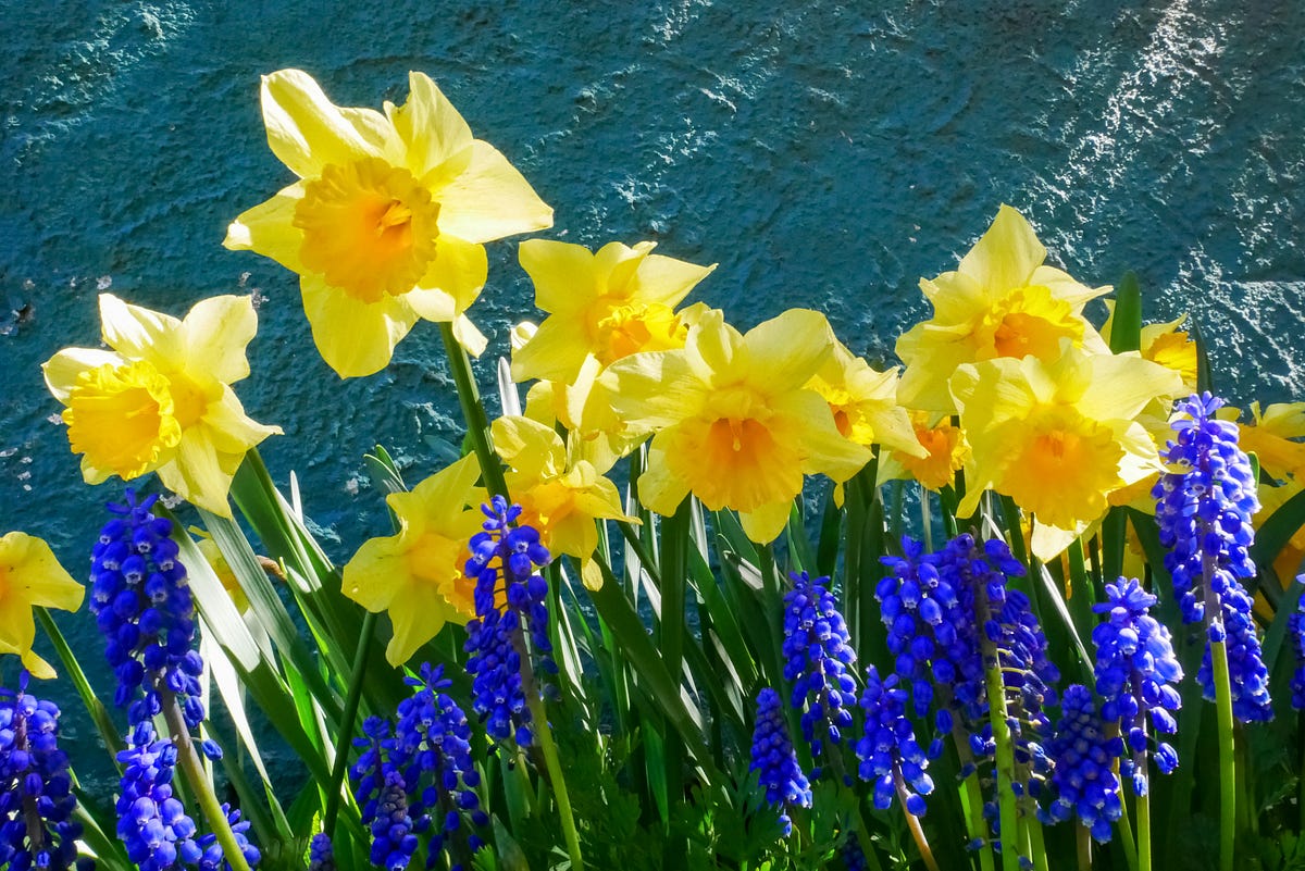 Daffodil’s Lament. A poem for spring gardens of memory and… by Amanda WeirGertzog New