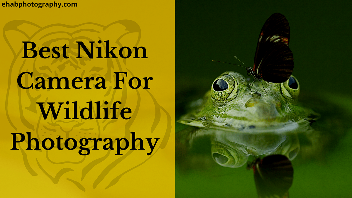 Best Nikon Camera For Wildlife Photography by Ehab Photography Medium