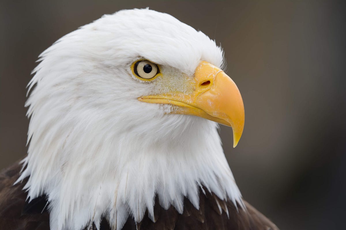 Quiz — How Much Do You Know About Bald Eagles? by Marcus Musick