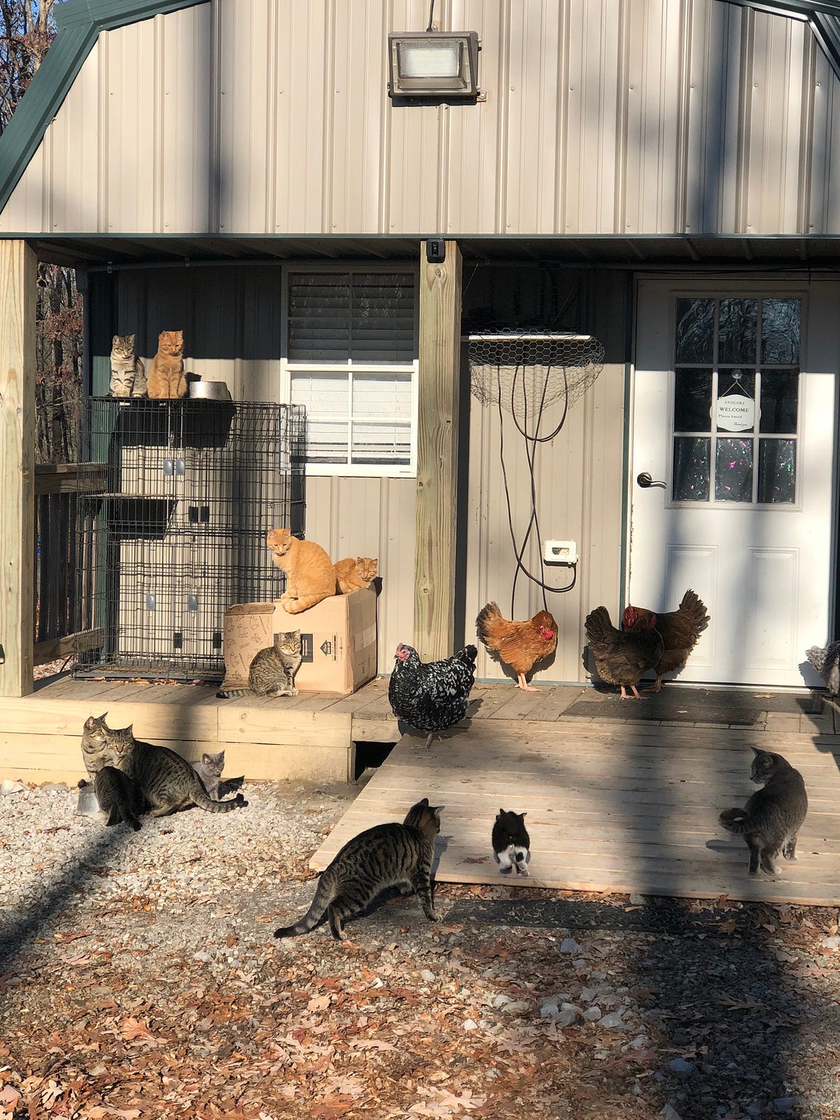 How Can You Keep Your Chickens Cool? Backyard Chicken News Medium