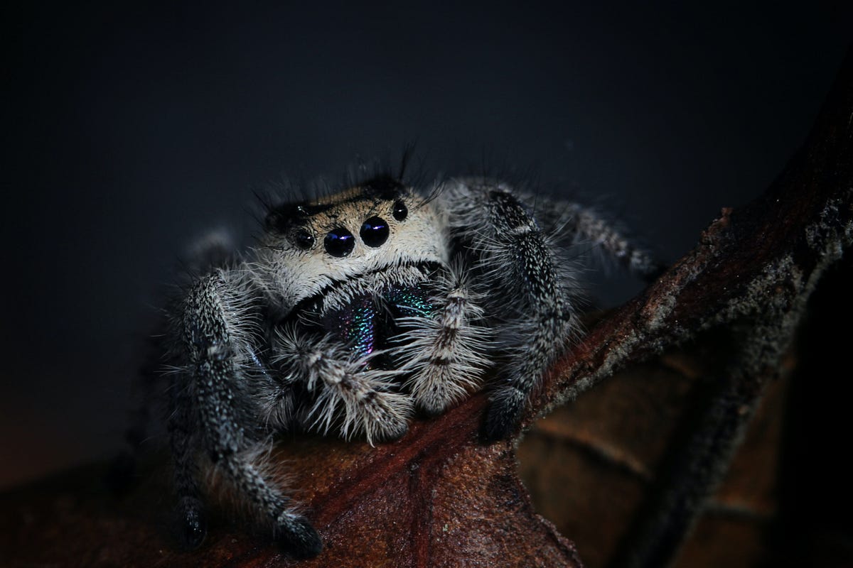Unveiling the Truth How Many Spiders Do We Really Swallow in Our Sleep? by SELFEXPRESS Aug