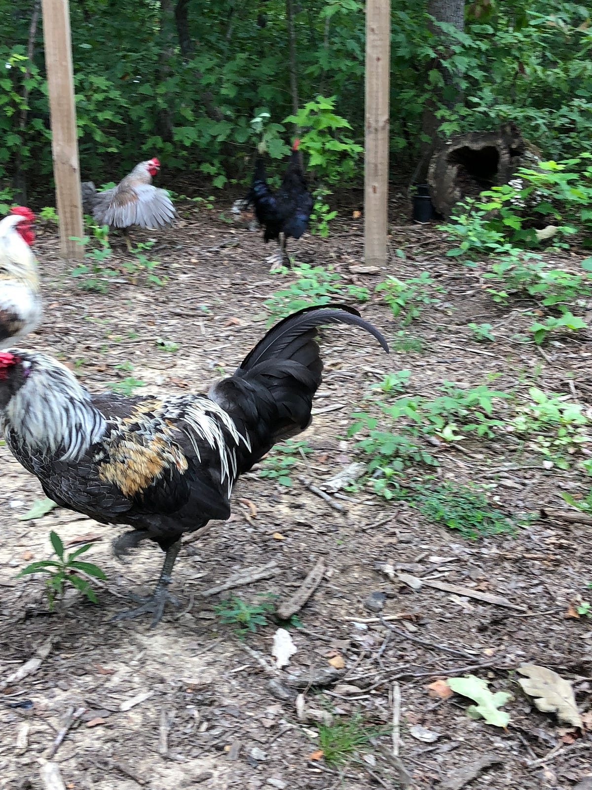 Can You Keep Chickens In Your Yard? Backyard Chicken News Medium