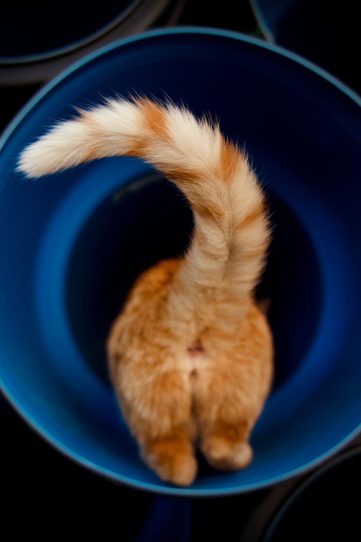 What Does It Mean When a Cat Wags Its Tail? by Feline Marvels Jun