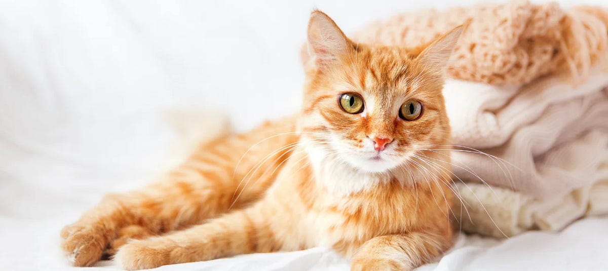 Top tips for adopting a cat in Canada by Kimzinlee Medium