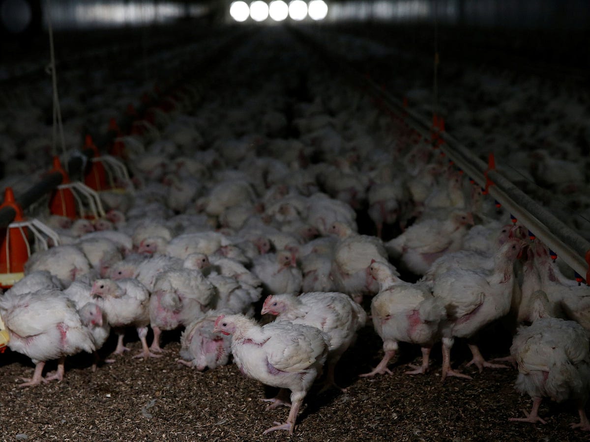 Power crisis, bird flu trigger imminent chicken shortage in South
