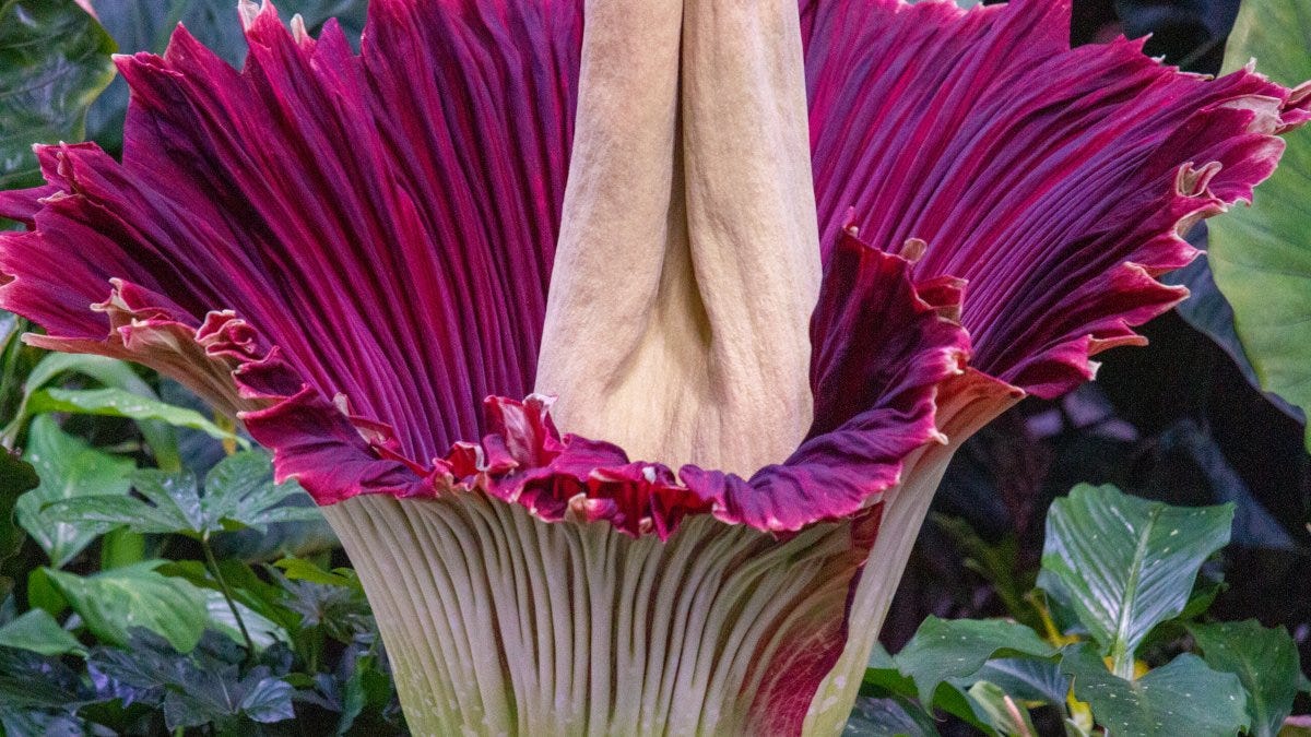 The Corpse Flower. In this world we live along side… by Anthony