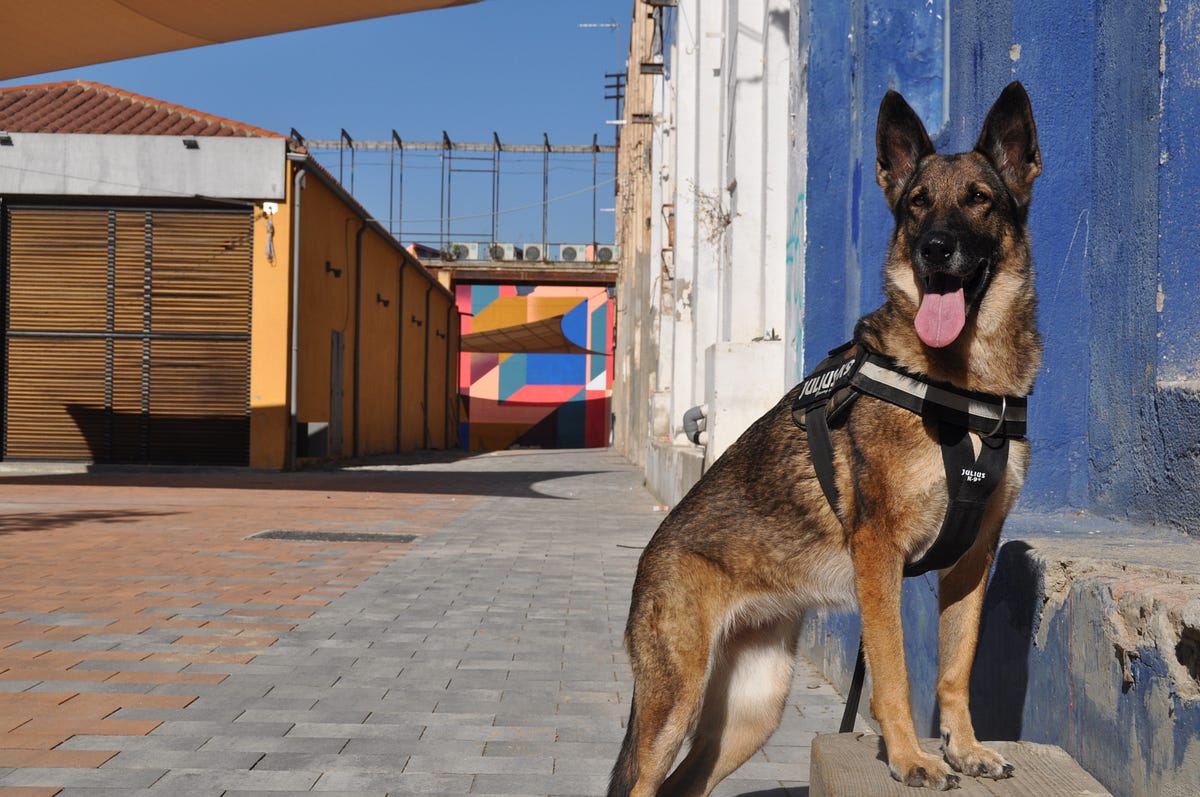 Dog Shows Up At Police Station to ‘Report Himself Missing’ by Catalin
