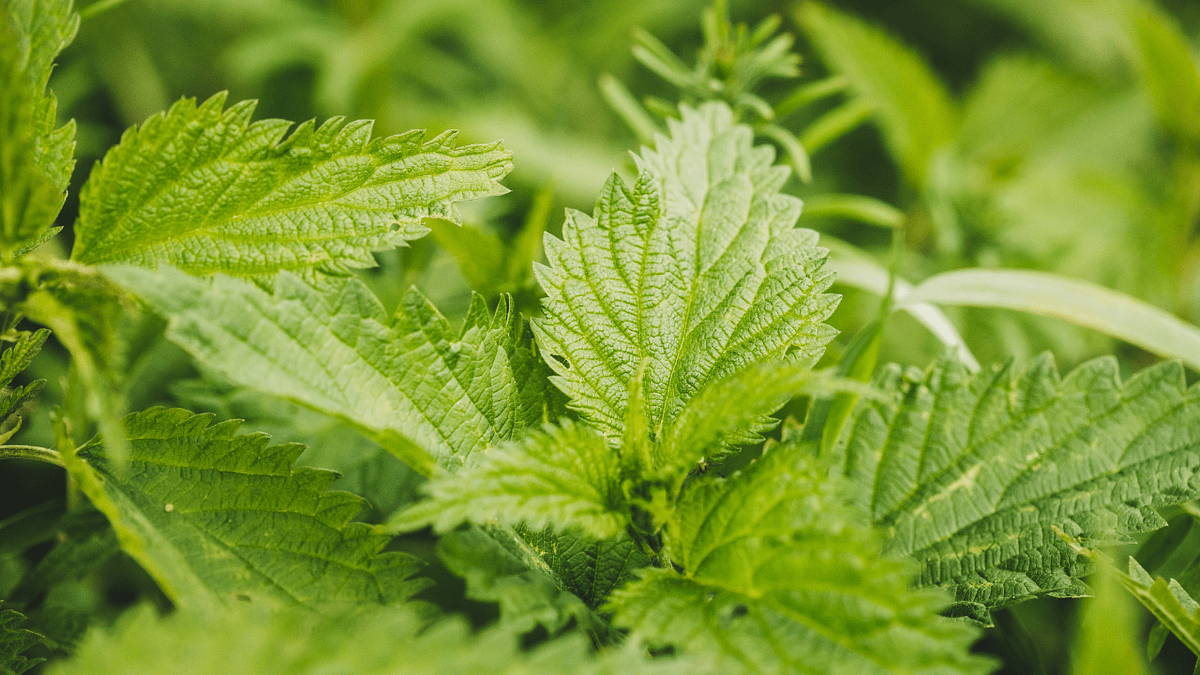 Is Stinging Nettle and Nettle Root the Same? by Real Herbs Jul