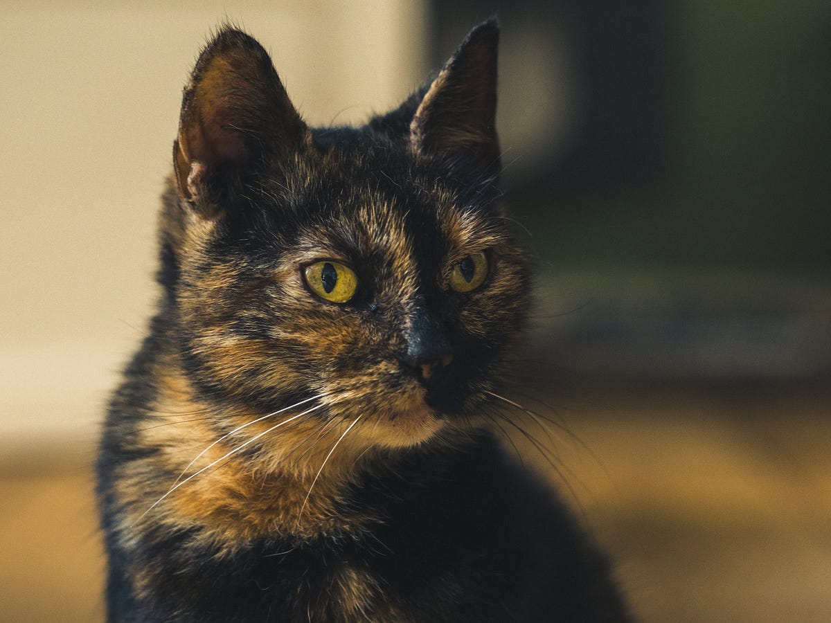 How do you get a tortoiseshell cat? by Freda Savahl ILLUMINATION