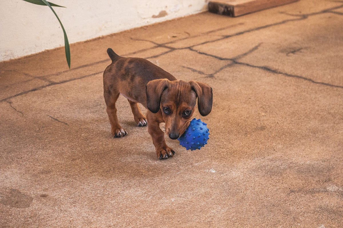 A Complete Guide to The Mystery of Feet Biting in Dachshunds by