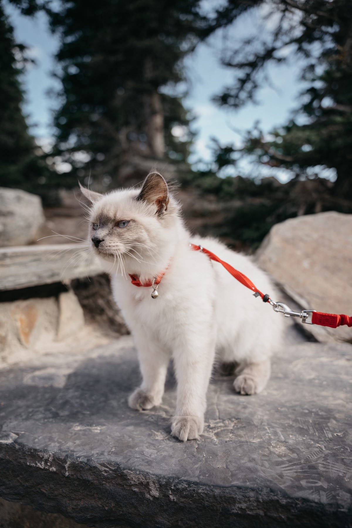 How To Leash Train A Cat? Train Your Cat To Walk On A Leash? by
