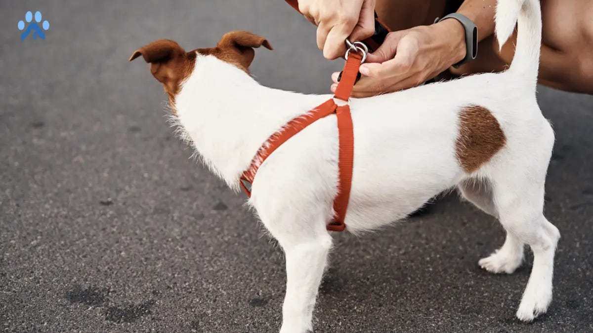 How to Put a Harness on a Dog A StepbyStep Guide by MyPetGuides
