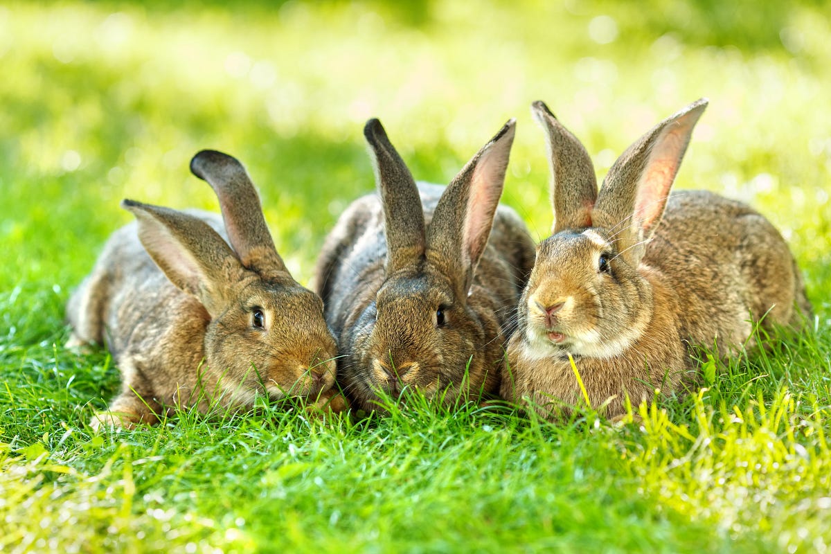 Top Five Common Misconceptions about looking after Rabbits by Nature