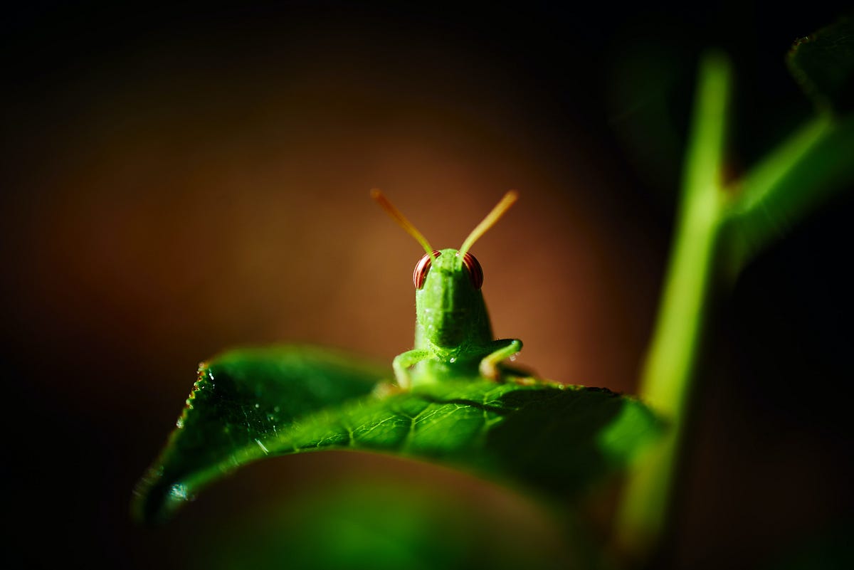 What Does It Mean to Repay You for What the Locusts Have Eaten? by