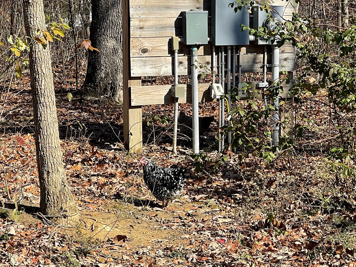 How Long Can You Leave Backyard Chickens Alone? Backyard Chicken News