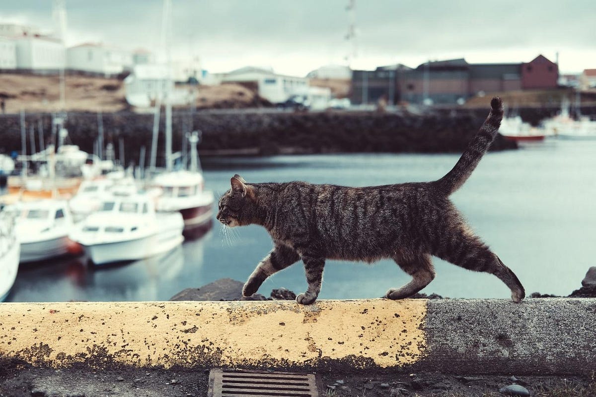 CAN CATS FIND THEIR WAY HOME? Medium