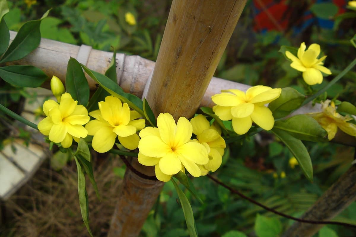 10 Flowers That Bloom in April. April, according to the solar calendar