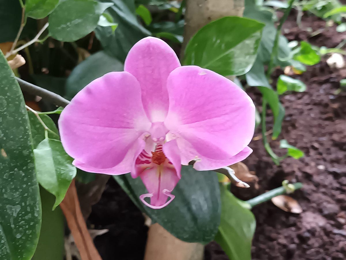 Hidden remedies The orchids. Orchids are prized for their ornamental