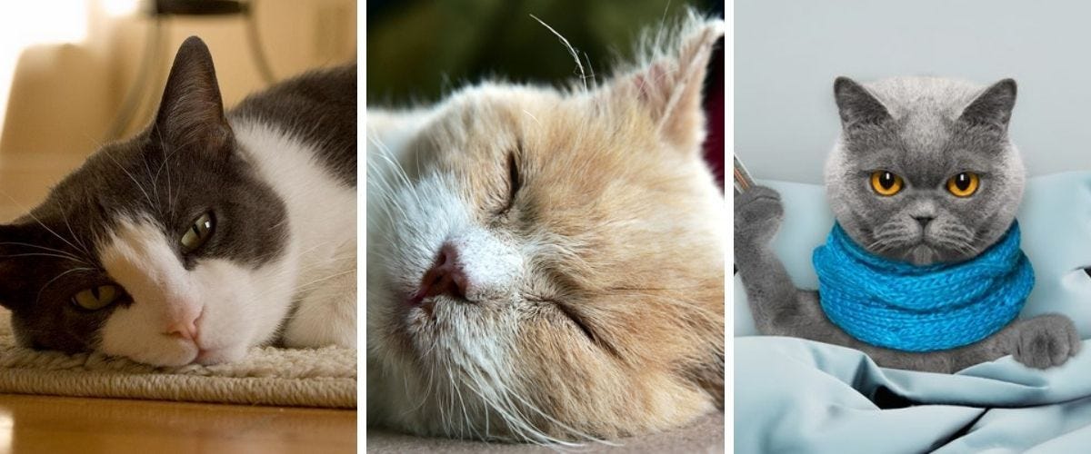 How do I know if my cat has a fever? And what should I do if I have a