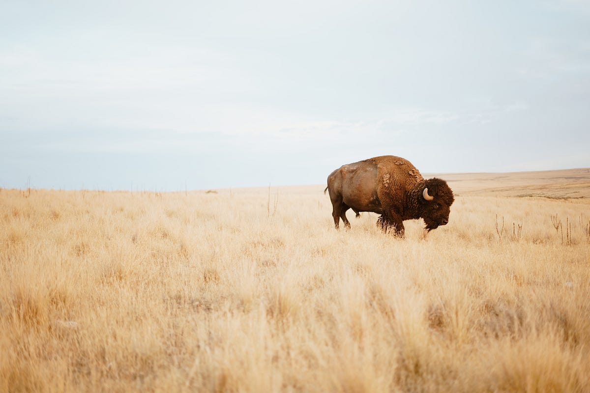 “Buffalo buffalo Buffalo buffalo” and Other Grammatically Correct