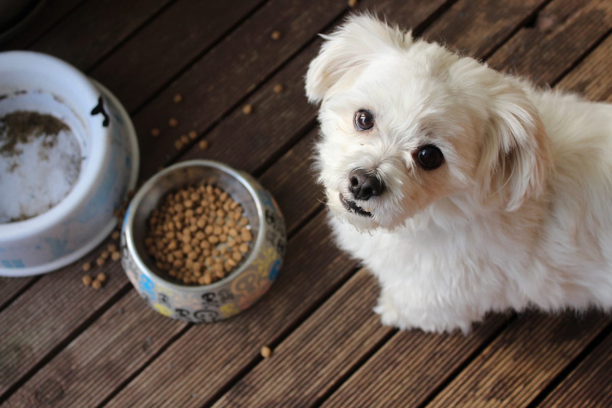 The Scoop on Dog Food Expiration Dates Why They Matter and How to Read