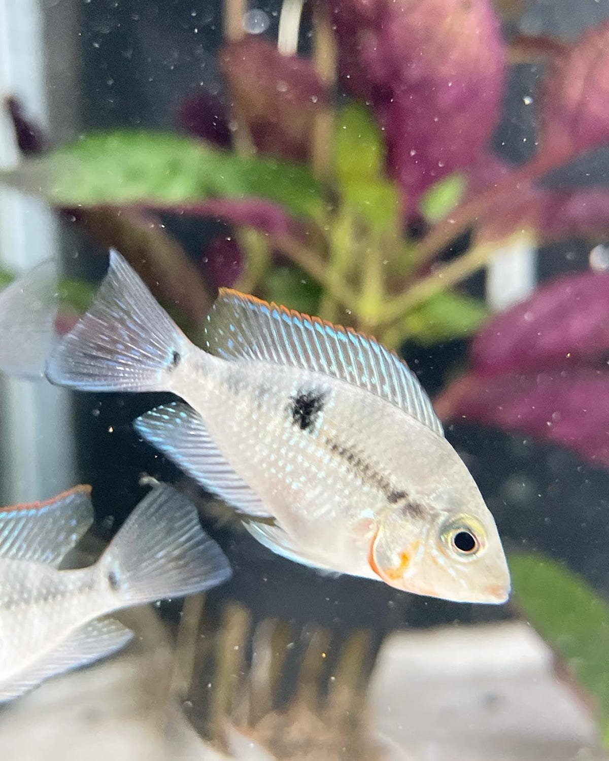 Buy Superior Quality Aquarium Fish Shop that Adds Value to your Space