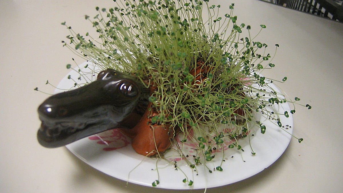 The Chia Pet Craze that Began in the 70s by Cathy Coombs Medium